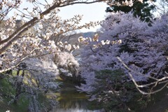 お堀の桜