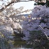 お堀の桜