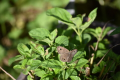 ヒメウラナミジャノメ