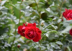 庭の薔薇