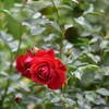 庭の薔薇