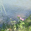 池のほとり