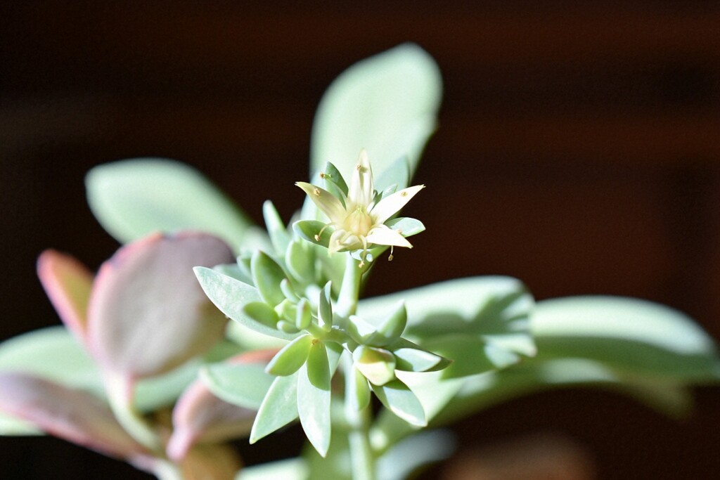 多肉植物の花