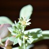 多肉植物の花