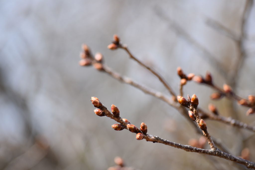 桜はまだ