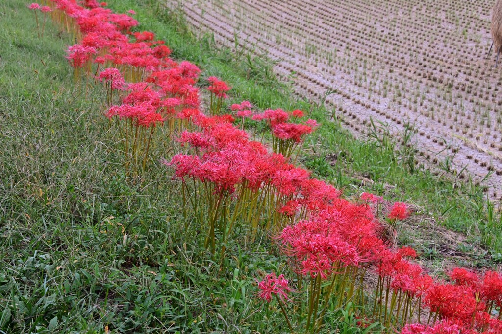 彼岸花