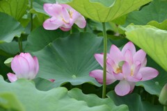 清浄蓮華