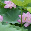 清浄蓮華