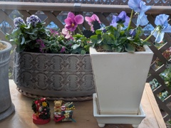 家のビオラたち