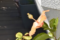 ハイビスカス