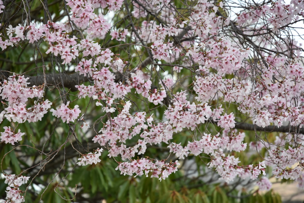 桜色々