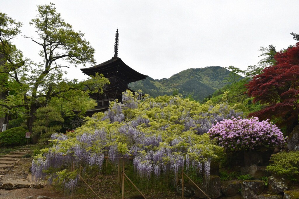 三重塔と藤