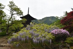 三重塔と藤