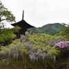 三重塔と藤