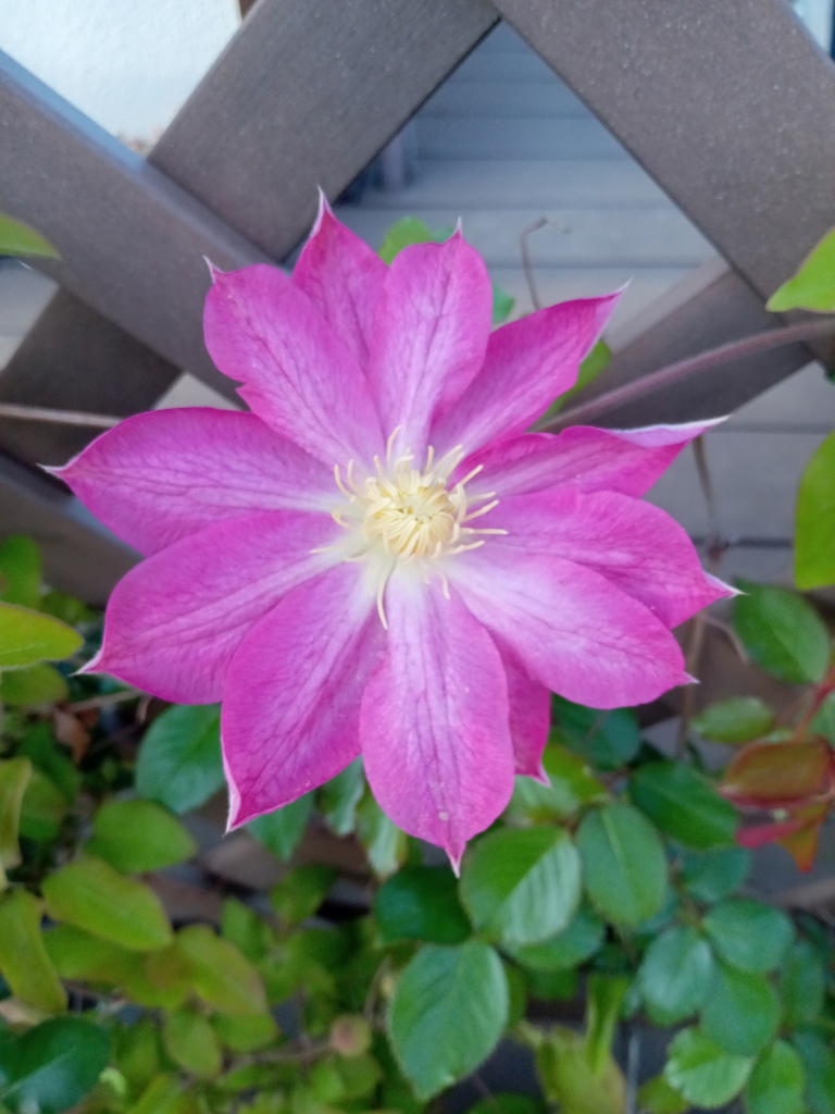 一番花