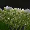 紫陽花
