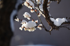 お彼岸の雪