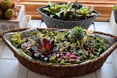 多肉の寄せ植え