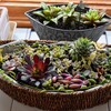 多肉の寄せ植え