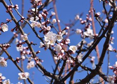 青空に咲く