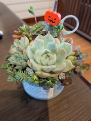 新しい仲間