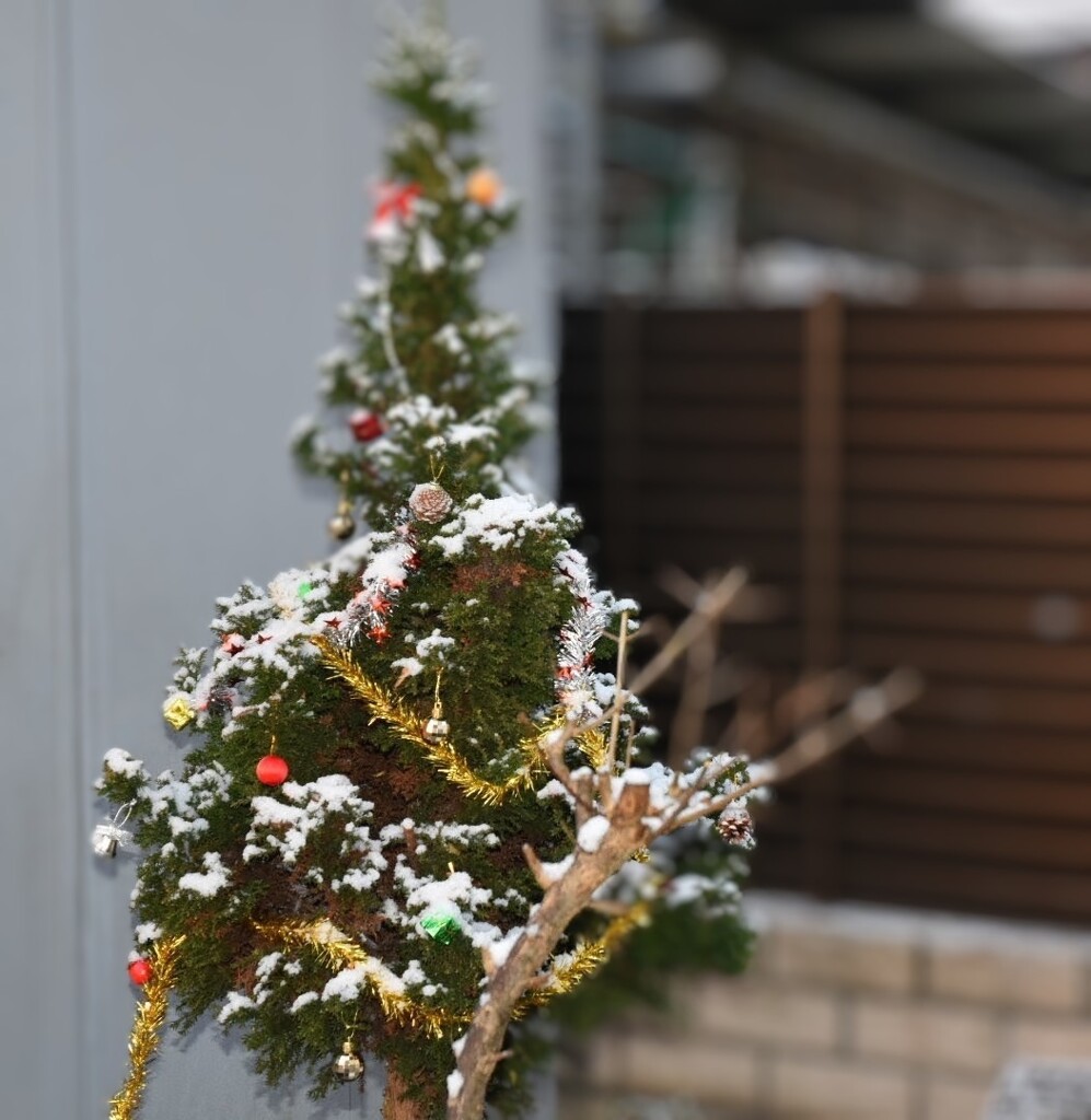 クリスマスツリー