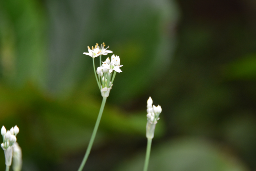 ニラの花