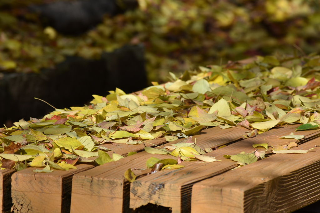 落ち葉