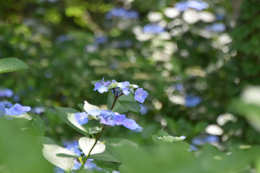 額紫陽花