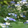額紫陽花