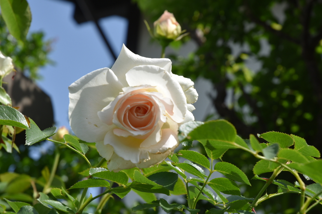 庭の薔薇