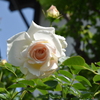 庭の薔薇