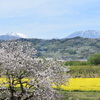 菜の花と桜と