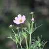 秋桜