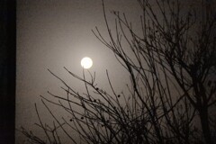 霞む月