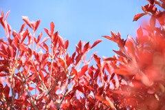 ドウダンツツジ