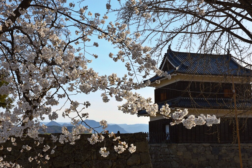 櫓と桜