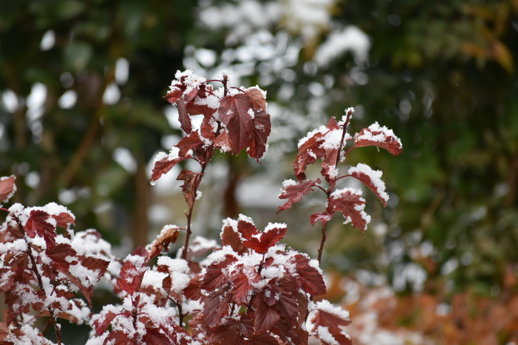 紅葉に雪