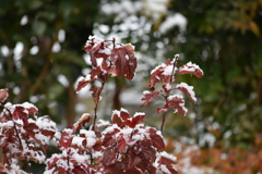紅葉に雪