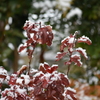 紅葉に雪
