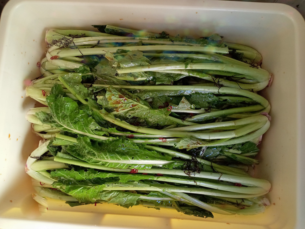 野沢菜漬けました