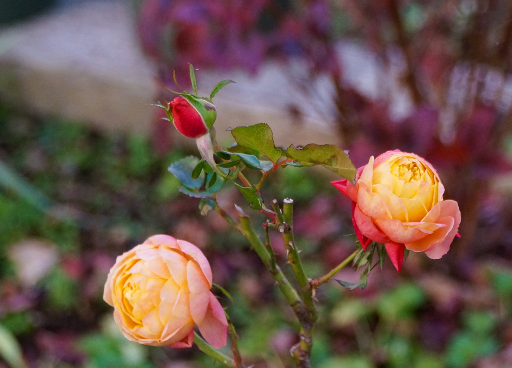 冬薔薇