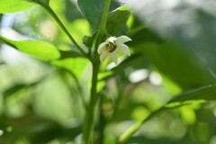 ピーマンの花