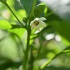 ピーマンの花