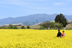 菜の花畑の中で