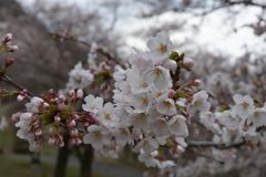 咲きほこる