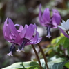 カタクリの花