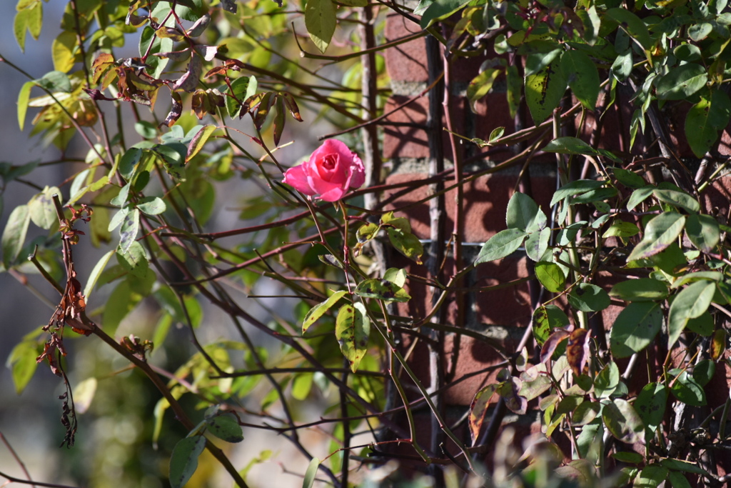 一輪残った薔薇