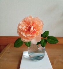 咲きました