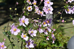 秋明菊